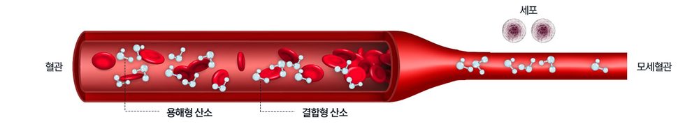 메디람한방병원 혈관 속에 녹아든 산소를 설명하는 자료