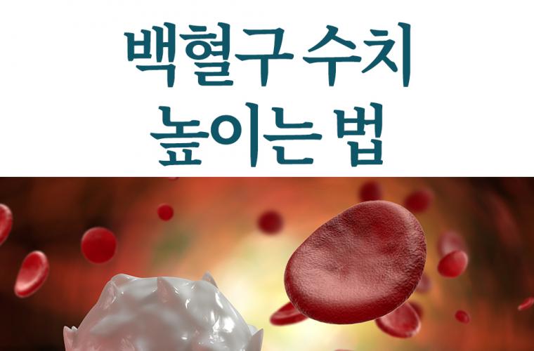 백혈구 수치 높이는 법