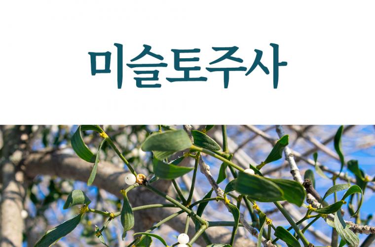 미슬토주사 가격 효능 암환자 부작용 주의사항 총정리 썸네일 이미지