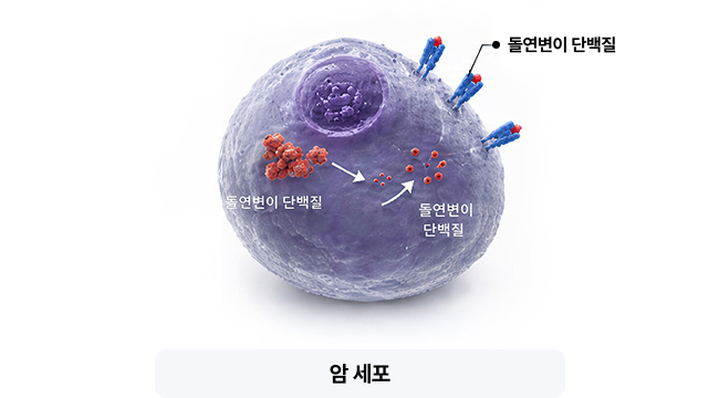 비정상 단백질이 분해되어 MHC 클래스 I에 제시되는 과정 설명 이미지 