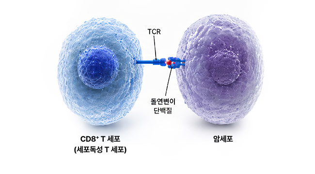 CD8 양성 T세포가 암세포의 네오항원-MHC 클래스 I 복합체를 인식하는 과정 설명 이미지